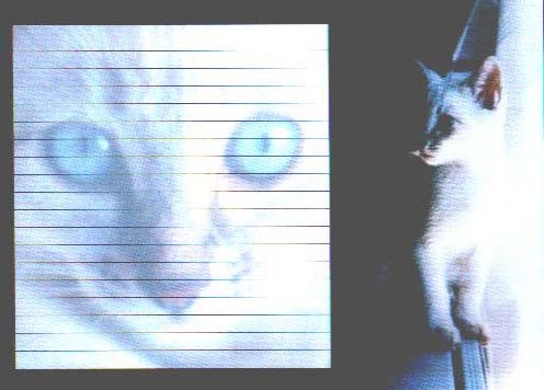 にゃんこレターパットの画像がここに入っています